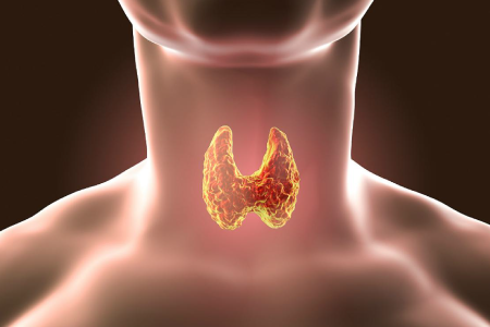 Funcionamiento de la glándula tiroides 